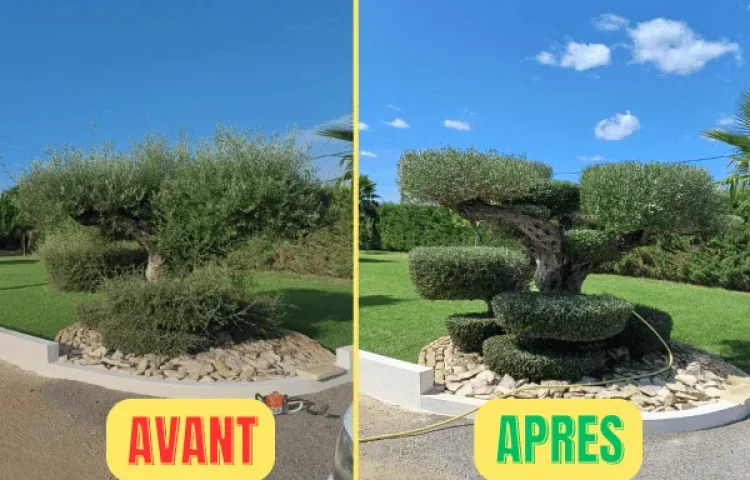 Elagage Nimes - Nos Realisations